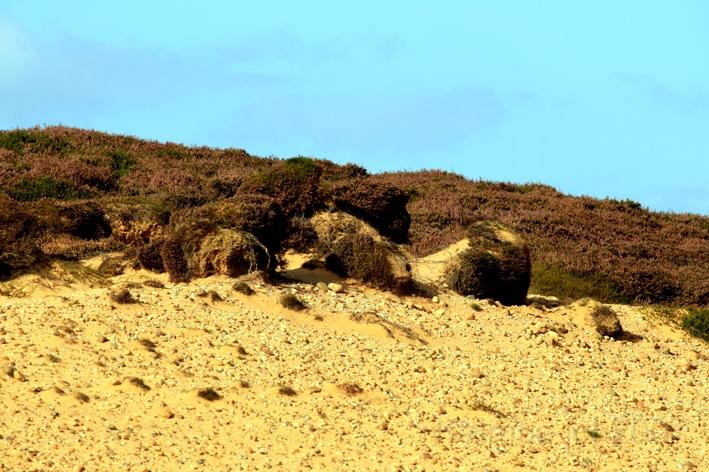 Morsum Kliff 3.jpg - Düne am Morsum Kliff